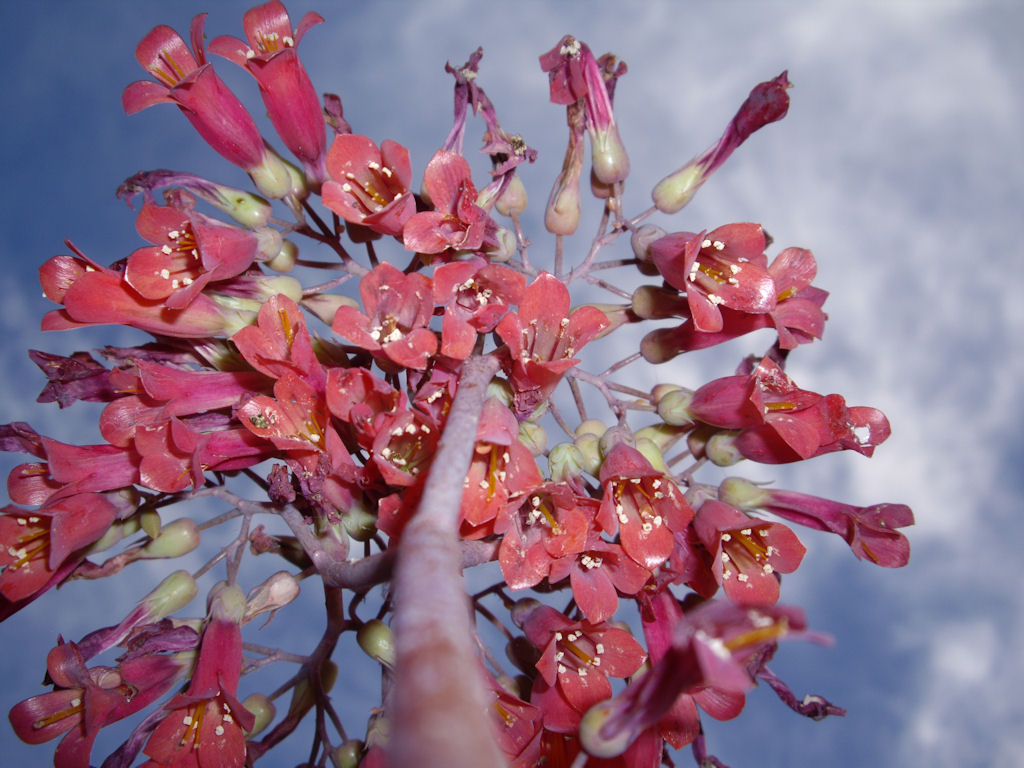 کالانکوئه دایگریمونتیا